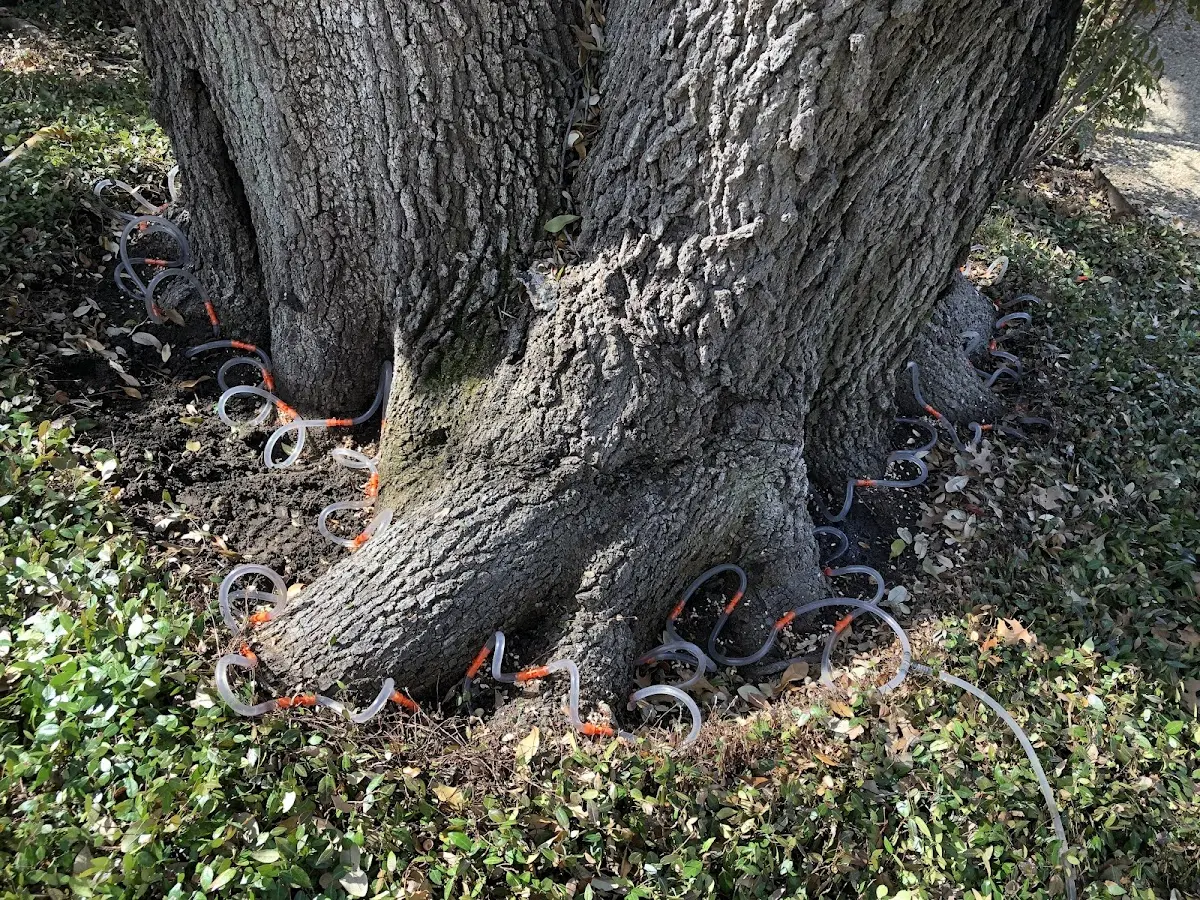 Detailed Tree Cabling and Bracing job site in Bark River
