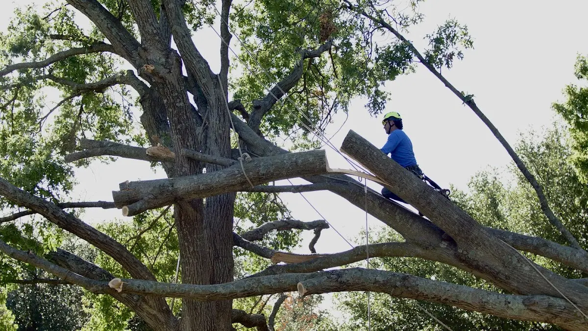 Professional Crown Thinning performed by certified arborists in Bark River
