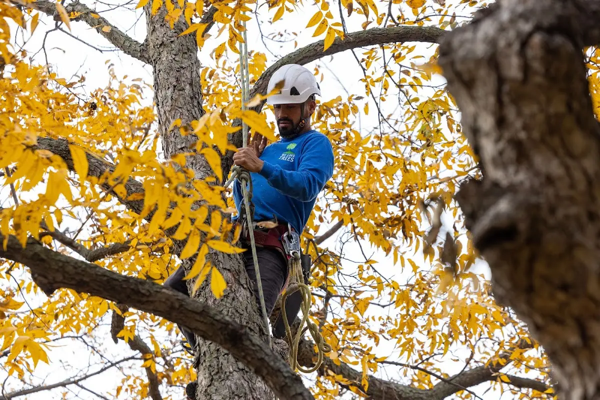Skilled Dead Tree Removal crew working in Bark River